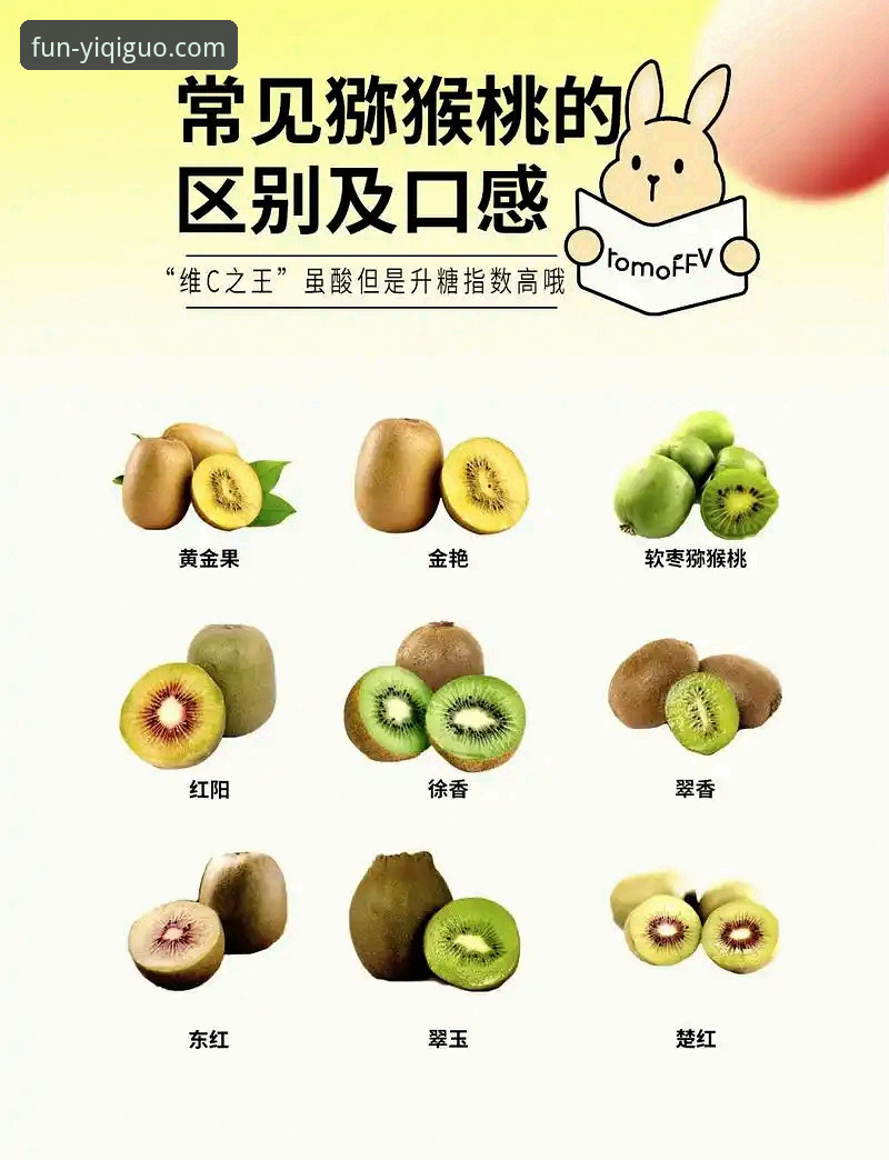 新用户必看：奇异果娱乐对比指南与实用技巧